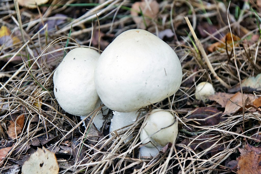 HeuZol (43).jpg
